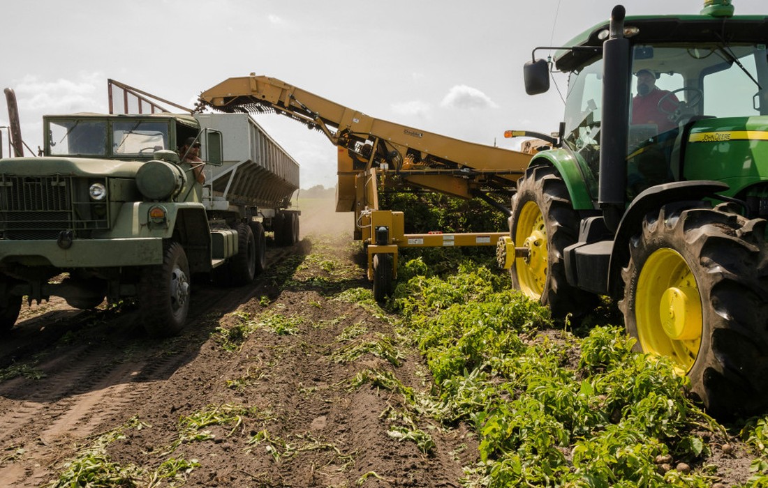Agrarpreise im Oktober 2025 gefallen, pflanzliche Erzeugnisse deutlich günstiger