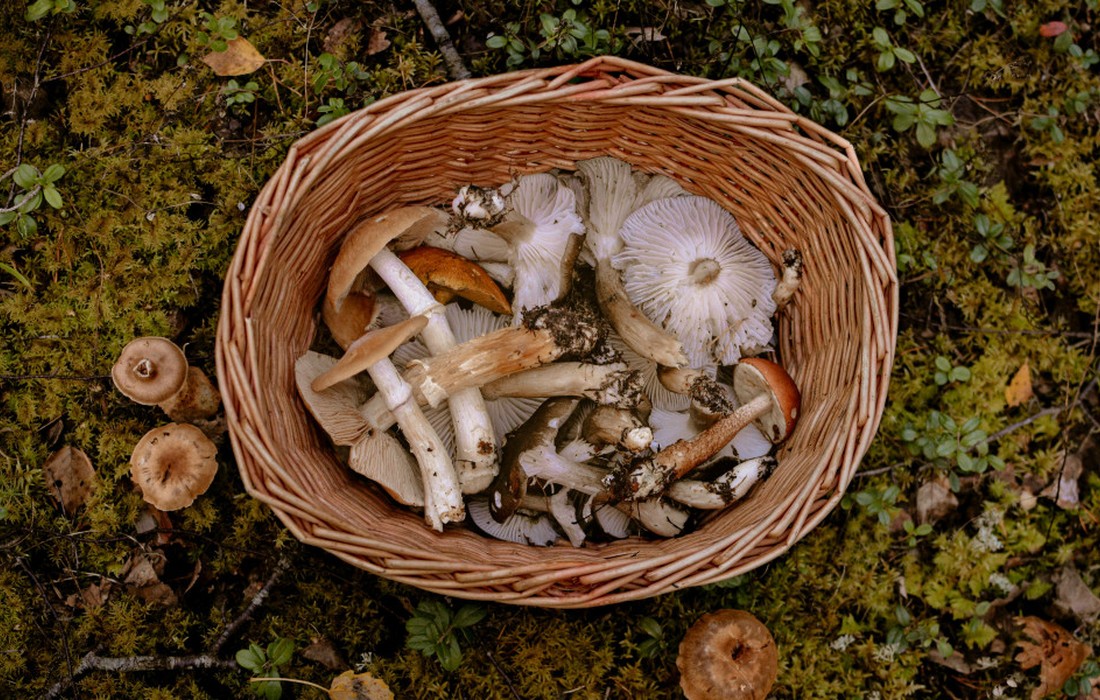 Speisepilzernte 2025 leicht gewachsen: Champignons dominieren die Produktion