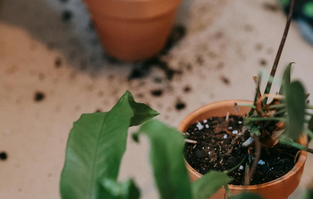 Torfgehalt in Blumenerden fällt 2024 stark, bei Kultursubstraten bleibt Anteil hoch